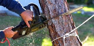 Best Tree Health Inspection  in Nanuet, NY